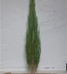 Wacholder 'Blue Arrow' - Juniperus scopulorum 'Blue Arrow'