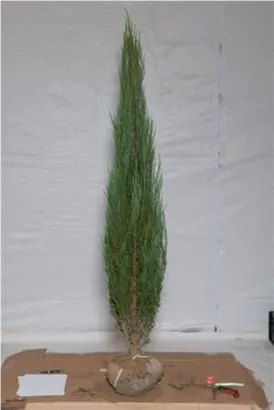 Wacholder 'Blue Arrow' - Juniperus scopulorum 'Blue Arrow'