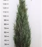 Wacholder 'Blue Arrow' - Juniperus scopulorum 'Blue Arrow'