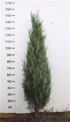 Wacholder 'Blue Arrow' - Juniperus scopulorum 'Blue Arrow'