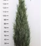Wacholder 'Blue Arrow' - Juniperus scopulorum 'Blue Arrow'