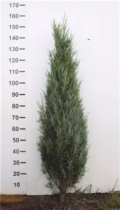 Wacholder 'Blue Arrow' - Juniperus scopulorum 'Blue Arrow'