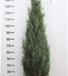 Wacholder 'Blue Arrow' - Juniperus scopulorum 'Blue Arrow'