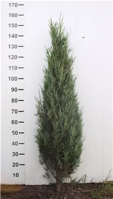 Wacholder 'Blue Arrow' - Juniperus scopulorum 'Blue Arrow'