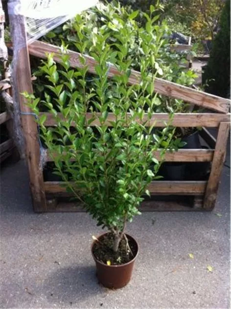 Ligustrum ovalifolium - Heckenpflanzen, Ovalblttr.Liguster - Semper Verde  Pflanzenzentrum Ullmer GbR