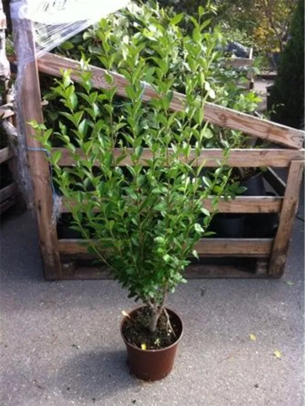 Ovalblättr.Liguster - Ligustrum ovalifolium - Heckenpflanzen