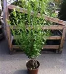 Ovalblättr.Liguster - Ligustrum ovalifolium - Heckenpflanzen