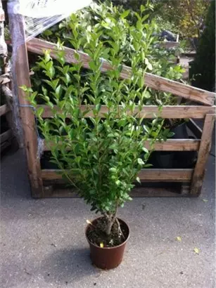 Ovalblättr.Liguster - Ligustrum ovalifolium - Heckenpflanzen