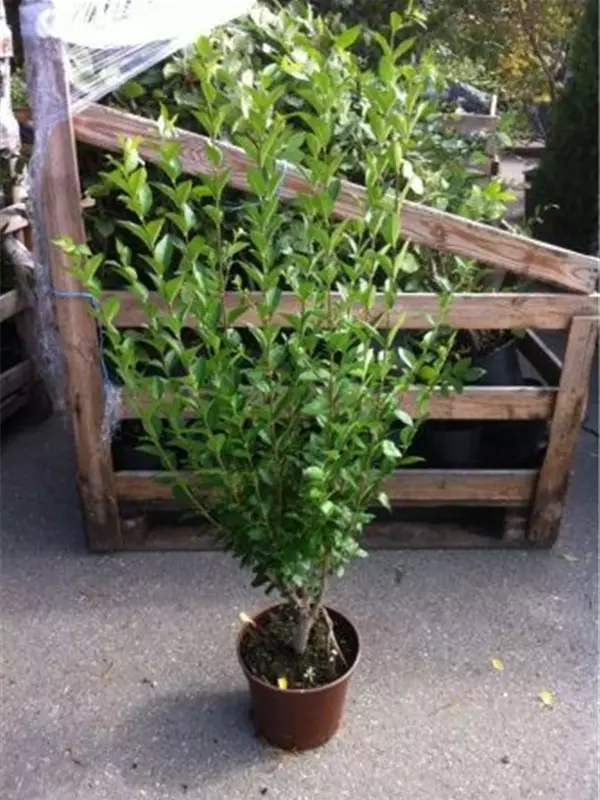 Ovalblättr.Liguster - Ligustrum ovalifolium - Heckenpflanzen
