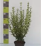 Ovalblättr.Liguster - Ligustrum ovalifolium - Heckenpflanzen
