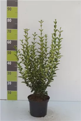 Ovalblättr.Liguster - Ligustrum ovalifolium - Heckenpflanzen
