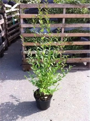 Schwarzgrüner Liguster 'Atrovirens' - Ligustrum vulgare 'Atrovirens'