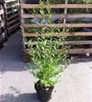 Schwarzgrüner Liguster 'Atrovirens' - Ligustrum vulgare 'Atrovirens'