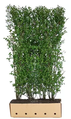 Schwarzgrüner Liguster 'Atrovirens' - Ligustrum vulgare 'Atrovirens'