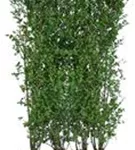 Schwarzgrüner Liguster 'Atrovirens' - Ligustrum vulgare 'Atrovirens'