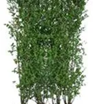 Schwarzgrüner Liguster 'Atrovirens' - Ligustrum vulgare 'Atrovirens'