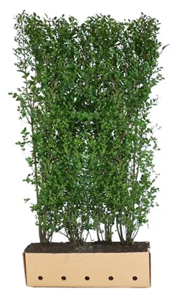 Schwarzgrüner Liguster 'Atrovirens' - Ligustrum vulgare 'Atrovirens'