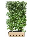 Amerikanischer Amberbaum - Liquidambar styraciflua - Heckenelemente