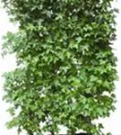 Amerikanischer Amberbaum - Liquidambar styraciflua - Heckenelemente