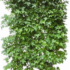 Liquidambar styraciflua - Heckenelemente, Heckenelement 200-