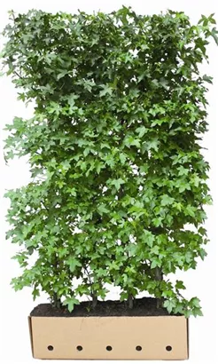 Amerikanischer Amberbaum - Liquidambar styraciflua - Heckenelemente