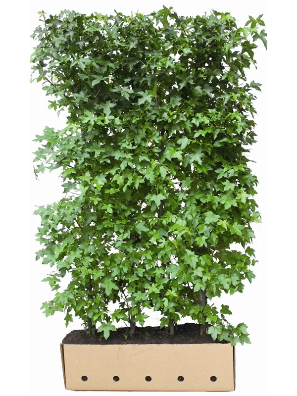 Amerikanischer Amberbaum - Liquidambar styraciflua - Heckenelemente