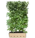 Amerikanischer Amberbaum - Liquidambar styraciflua - Heckenelemente