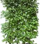Amerikanischer Amberbaum - Liquidambar styraciflua - Heckenelemente