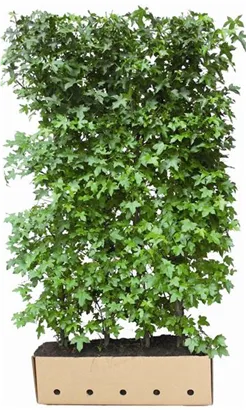 Amerikanischer Amberbaum - Liquidambar styraciflua - Heckenelemente