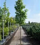 Amerikanischer Amberbaum - Liquidambar styraciflua - Baum