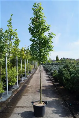 Amerikanischer Amberbaum - Liquidambar styraciflua - Baum