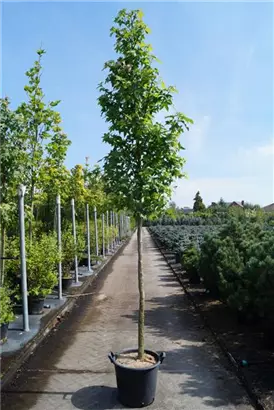 Amerikanischer Amberbaum - Liquidambar styraciflua - Baum