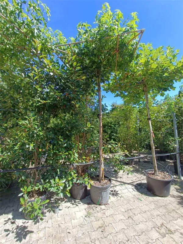 Amerikanischer Amberbaum - Liquidambar styraciflua - Formgehölze Amerikanischer Amberbaum - Liquidambar styraciflua - Formgehölze