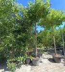 Amerikanischer Amberbaum - Liquidambar styraciflua - Formgehölze