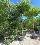 Amerikanischer Amberbaum - Liquidambar styraciflua - Formgehölze