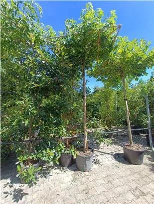 Amerikanischer Amberbaum - Liquidambar styraciflua - Formgehölze
