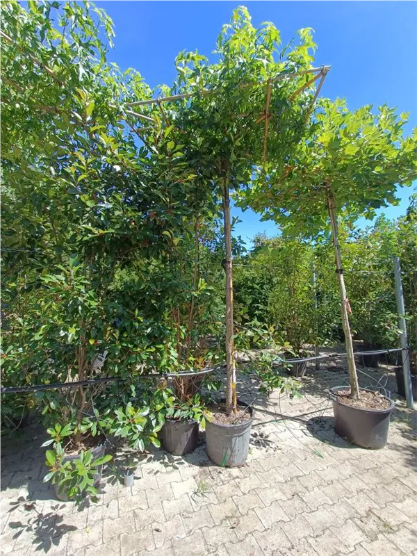 Amerikanischer Amberbaum - Liquidambar styraciflua - Formgehölze