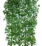 Amberbaum 'Worplesdon' - Liquidambar styraciflua 'Worplesdon' - Heckenelemente