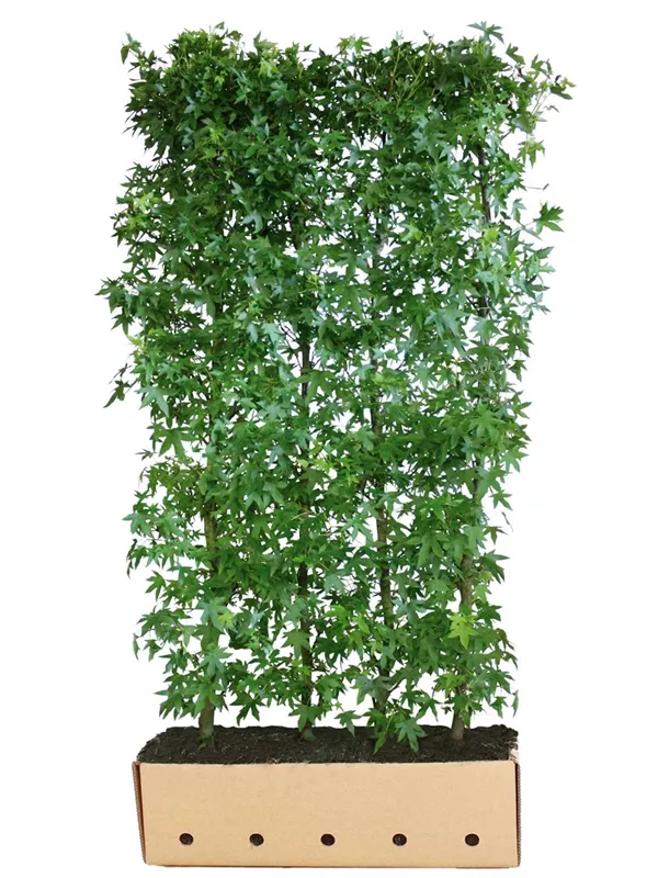 Amberbaum 'Worplesdon' - Liquidambar styraciflua 'Worplesdon' - Heckenelemente