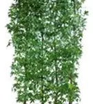 Amberbaum 'Worplesdon' - Liquidambar styraciflua 'Worplesdon' - Heckenelemente