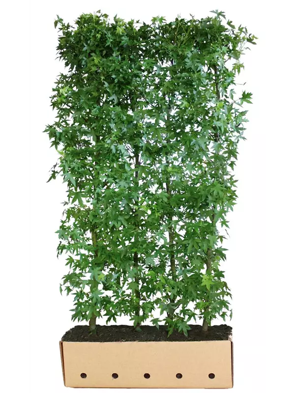 Amberbaum 'Worplesdon' - Liquidambar styraciflua 'Worplesdon' - Heckenelemente