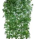 Amberbaum 'Worplesdon' - Liquidambar styraciflua 'Worplesdon' - Heckenelemente
