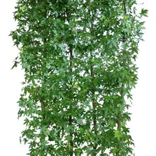 Liquidambar styraciflua 'Worplesdon' - Heckenelemente, Heckenelement 200-