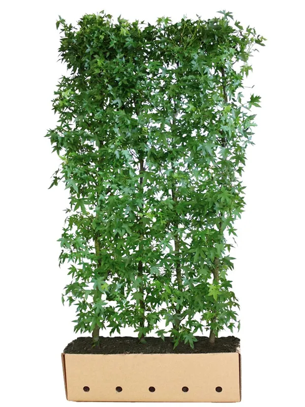 Amberbaum 'Worplesdon' - Liquidambar styraciflua 'Worplesdon' - Heckenelemente