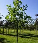 Amerik.Tulpenbaum - Liriodendron tulipifera
