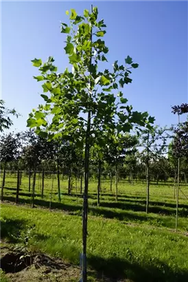 Amerik.Tulpenbaum - Liriodendron tulipifera