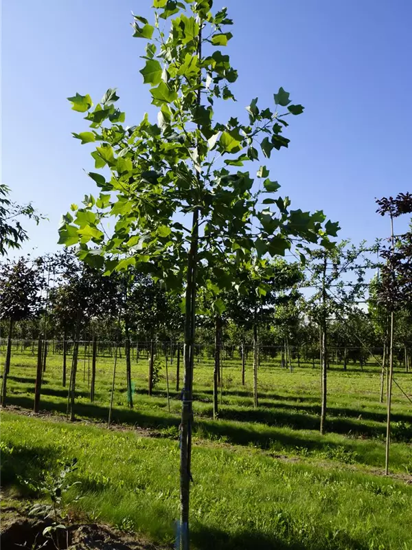 Amerik.Tulpenbaum - Liriodendron tulipifera