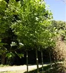 Amerik.Tulpenbaum - Liriodendron tulipifera