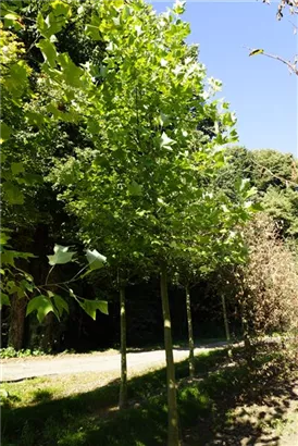 Amerik.Tulpenbaum - Liriodendron tulipifera