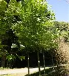 Amerik.Tulpenbaum - Liriodendron tulipifera